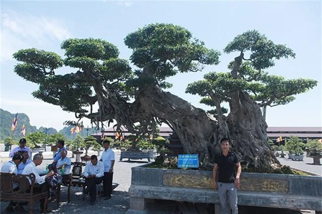 cay sanh "khung" nhat viet nam chua hoan thien da co gia trieu do hinh anh 2