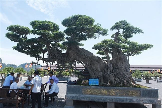 cay sanh "khung" nhat viet nam chua hoan thien da co gia trieu do hinh anh 5