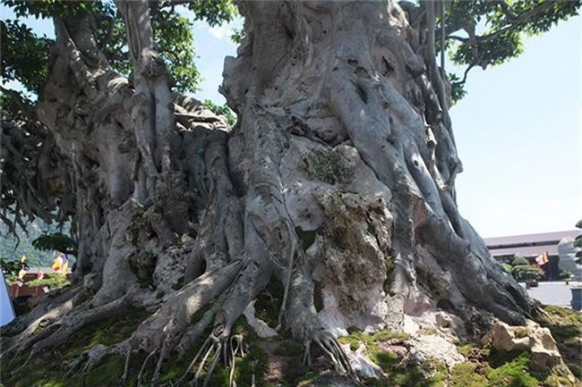 cay sanh "khung" nhat viet nam chua hoan thien da co gia trieu do hinh anh 6