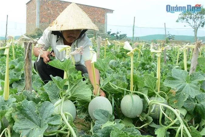 dua luoi nhat xuong ruong, trai ra la liet, 1 sao lai 20-30 trieu hinh anh 1