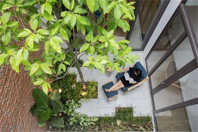 Những loại cây nên trồng ở giếng trời giúp không khí trong lành và tốn ít công chăm sóc - Ảnh 1. Những loại cây nên trồng ở giếng trời giúp không khí trong lành và tốn ít công chăm sóc - Ảnh 1.