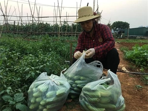 trong dua chuot tren cao nguyen, sai qua, de ban, thu tien 