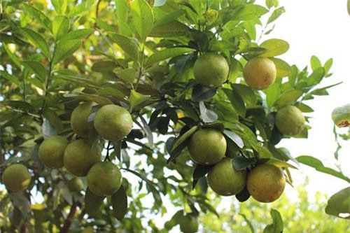 Hưng Yên: Trồng chanh tứ quý trên gốc bưởi, thu tiền tỷ