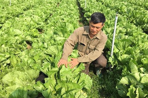 Sơn La: Nắng chang chang, trồng cải bẹ xanh ngút ngàn, bán lúc nào cũng đắt