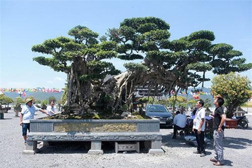 Cây sanh "khủng" nhất Việt Nam chưa hoàn thiện đã có giá triệu đô