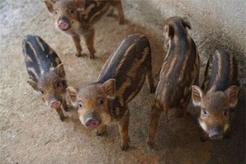 Hà Giang: Nuôi loài lợn rừng sọc lửa, có con nào lái khênh đi con đó