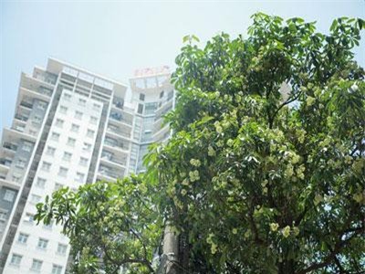 Hương hoa sữa nồng nàn giữa mùa hè 40 độ, chuyên gia lý giải nguyên nhân