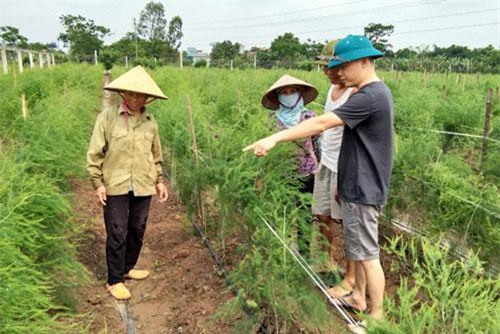 Thái Bình: 7X “liều mình” trồng rau "Hoàng đế" trên đất lúa, bán 80 ngàn/kg