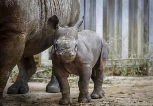 Tiêm thuốc độc vào sừng tê giác để chống săn bắt trộm