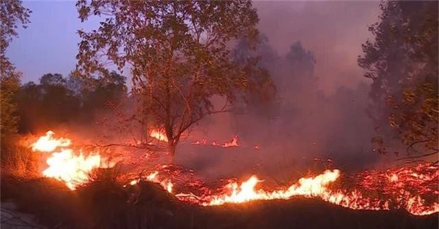 15ha rừng bị thiêu rụi sau 5 giờ hỏa hoạn - 1