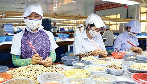 Vì sao xuất khẩu nhân điều liên tục sụt giảm?