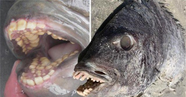 Phát hiện cá có hàm răng giống người xuất hiện bên bờ biển