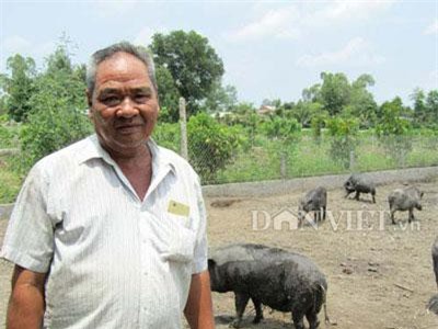 Đồng Tháp: Nuôi heo rừng, cho ăn thêm xoài rục, lãi 30 triệu/tháng