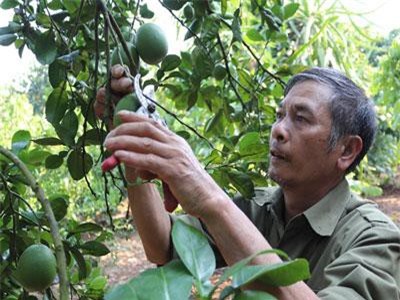 Sơn La: Bỏ cà phê trồng bưởi Diễn, nhà nông ở đây kiếm tiền nhiều hơn