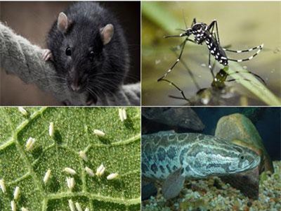 10 loài sinh vật du nhập "nhỏ nhưng có võ" từng tàn phá hệ sinh thái, gây hại cho con người và tổn thất nặng nề về kinh tế