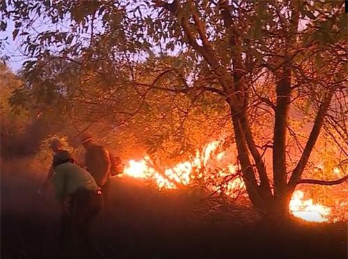 CLIP: Cháy rừng phòng hộ ven biển tại Quảng Bình