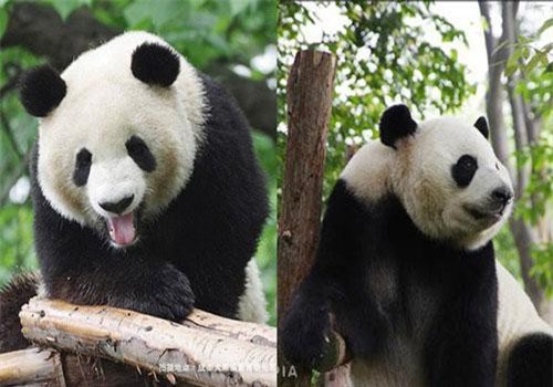 Chị gấu trúc "chiêu trò" nhất quả đất: Giả vờ mang thai để được ăn sung mặc sướng, nằm máy lạnh cả ngày không biết chán