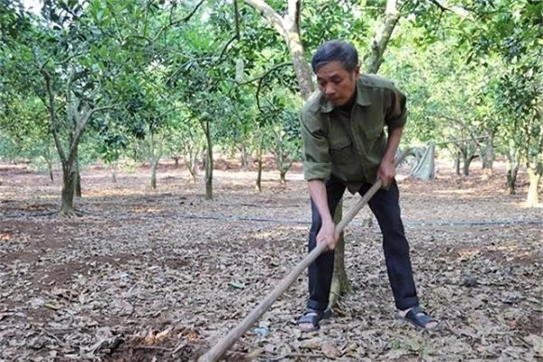 bo ca phe trong buoi dien, nha nong o day kiem tien nhieu hon hinh anh 4