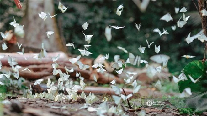 Chuyến đi Cúc Phương những ngày cuối mùa bướm rừng: Chốn thần tiên có vẻ đẹp riêng của sự muộn màng - Ảnh 7.