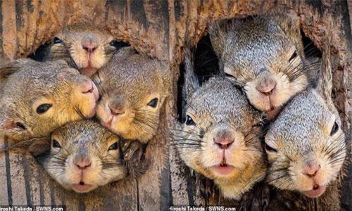 'Chết cười' với cảnh sóc xám làm trò hề trước mặt nhiếp ảnh gia