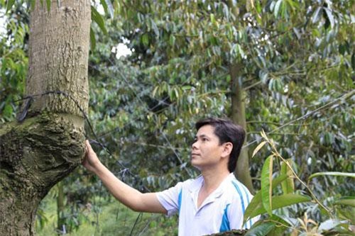 Tiền Giang: Nhà nào cũng có kho báu tiền tỷ, gai nhọn chi chít