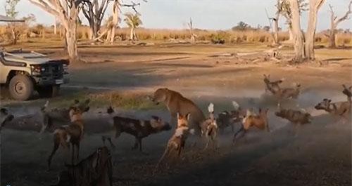 CLIP: Sư tử cái dũng cảm đối đầu với đàn chó hoang 