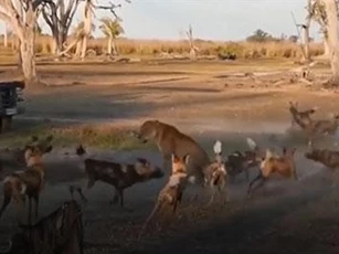 CLIP: Sư tử cái dũng cảm đối đầu với đàn chó hoang