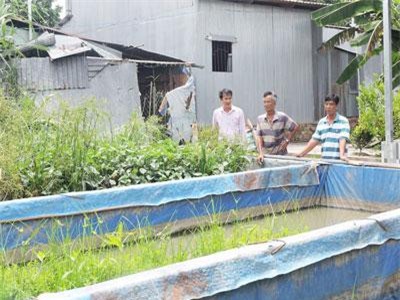 Cần Thơ: Làng "vỗ béo" lươn đồng, mỗi hộ kiếm vài chục triệu 1 đợt nuôi