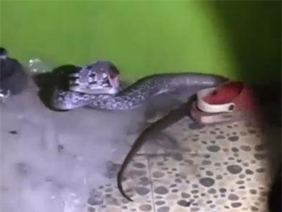 CLIP: Kinh hoàng rắn hung dữ dài gần 2 mét trốn trong đống giày