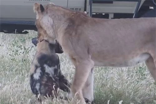 Ngay khi bị sư tử ngoạm cổ, con chó bất ngờ nằm bất động, mặc cho sư tử kéo lê đi.