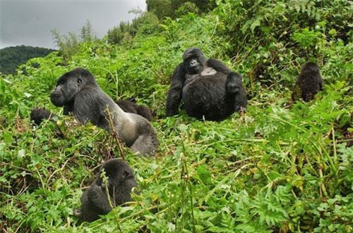 Bất ngờ cách khỉ đột "đưa tang" đồng loại đã qua đời