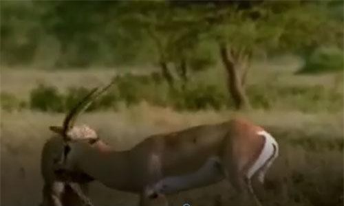 CLIP: Dẫn con đi săn linh dương, báo mẹ bị húc thủng ngực