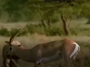 CLIP: Dẫn con đi săn linh dương, báo mẹ bị húc thủng ngực