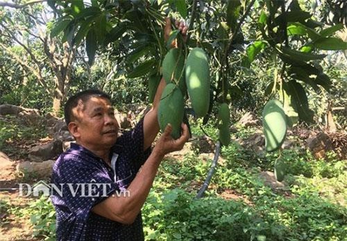 Sơn La: Ghép xoài Đài Loan lên gốc xoài ta ra trái "khổng lồ" thu hơn 3 tỷ