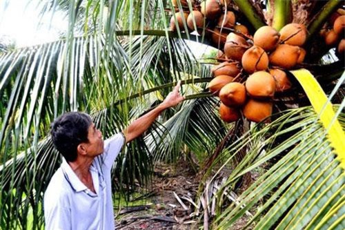 Tiền Giang: Trồng dừa xiêm chuỗi bán giá cao, có tiền tiêu đều đều