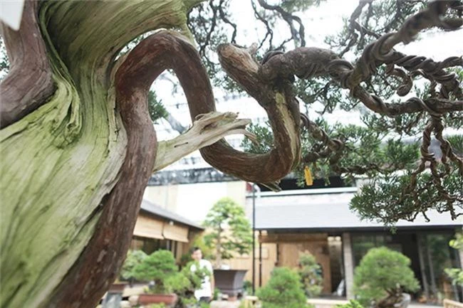 choang ngop vuon bonsai nhat tien ty giua dat bac giang hinh anh 13