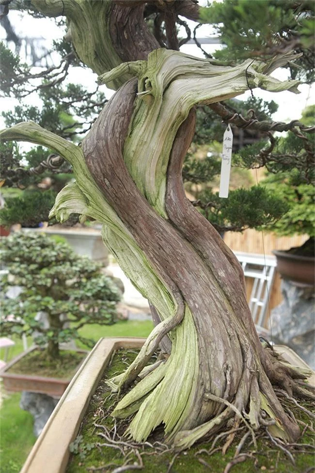 choang ngop vuon bonsai nhat tien ty giua dat bac giang hinh anh 14