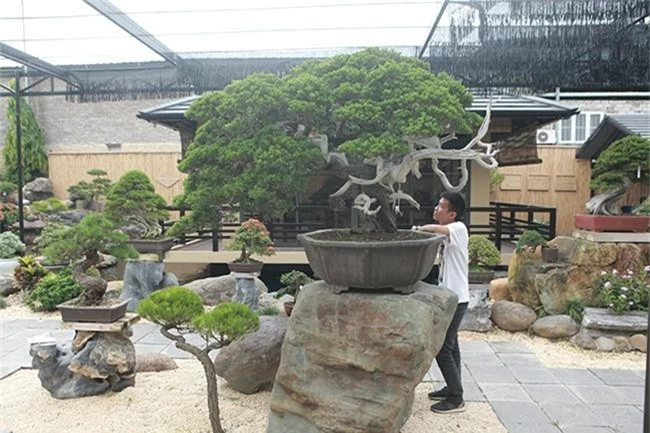 choang ngop vuon bonsai nhat tien ty giua dat bac giang hinh anh 4