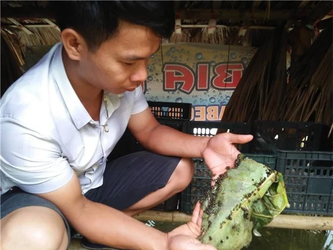 nuoi con de son son o khe ruong, trung trang toat, lai quan vien hinh anh 1