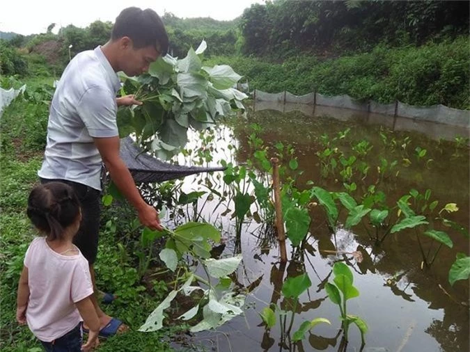 nuoi con de son son o khe ruong, trung trang toat, lai quan vien hinh anh 2