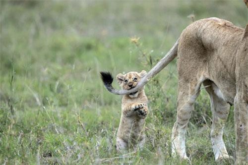 Sư tử nhỏ nghịch ngợm, thách thức mẹ đầy bất ngờ