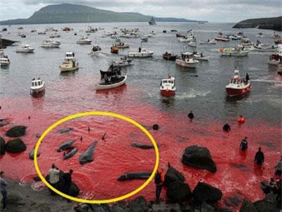 Sự thật tàn khốc đằng sau vùng biển cứ đến tháng 8 hàng năm lại chuyển sang màu đỏ tươi rùng rợn như phim kinh dị
