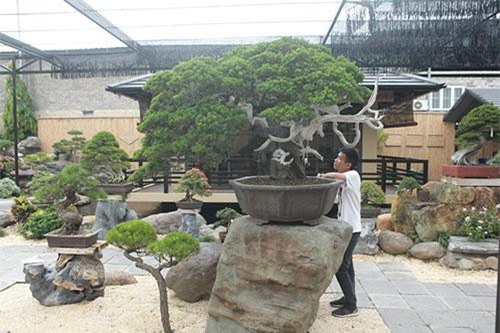 Choáng ngợp vườn bonsai Nhật tiền tỷ giữa đất Bắc Giang