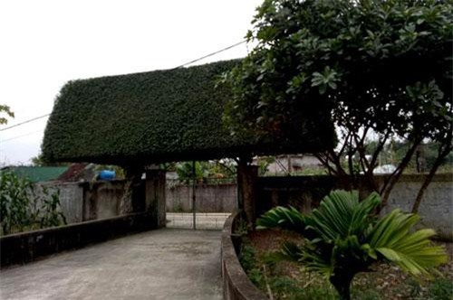 Người đàn ông biến 2 cây duối bỏ đi thành “cổng nhà” có giá hơn nửa tỷ