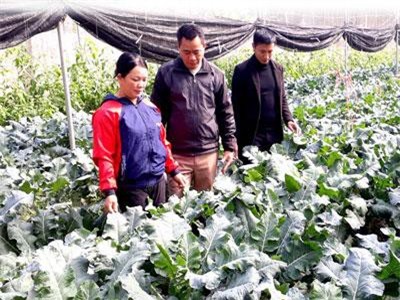 Tuyên Quang: Hai chàng hotboy rủ nhau về quê "nghịch đất" trồng rau "5 không"