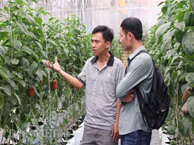 Lâm Đồng: 8X bỏ lương 20 triệu về làng "đánh bạc" với cà chua, rau cải