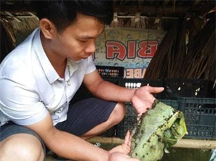 Bắc Kạn: Nuôi con đẻ sòn sòn ở khe ruộng, trứng trắng toát, lãi quan viên