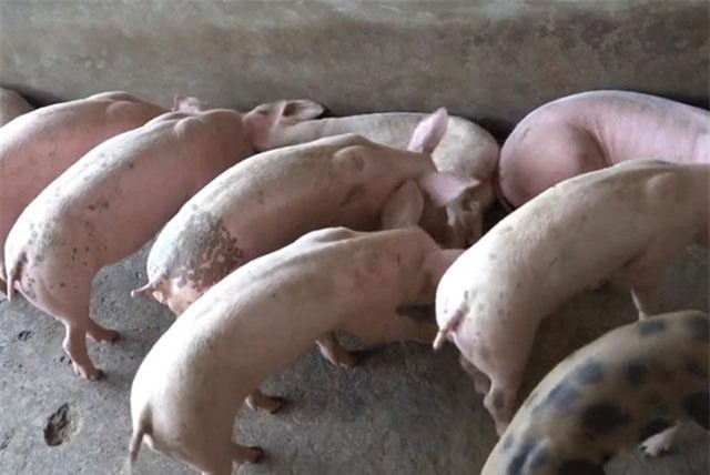 Bộ NN-PTNT yêu cầu Hải Dương xác minh thông tin trục lợi từ dịch tả lợn châu Phi