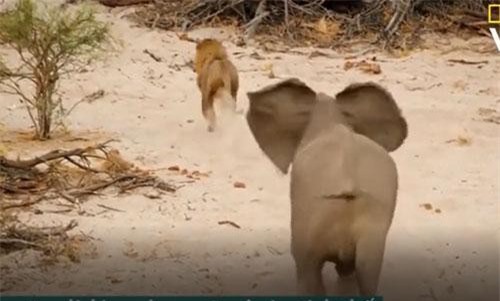 CLIP: Đàn sư tử tấn công mẹ con chú voi mới chào đời