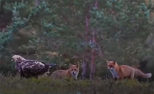 CLIP: Hai con cáo lép vế trước đại bàng